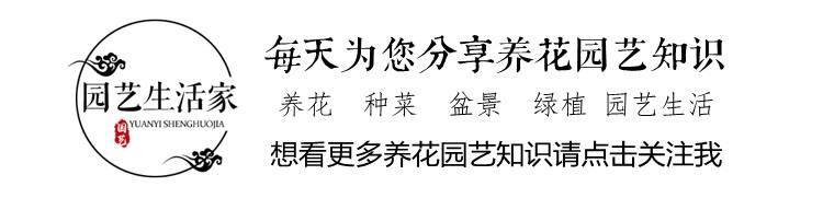 学会这一招，文竹不黄叶不烂根叶片绿油油，像打了激素发疯长