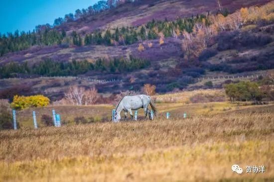 金秋赤峰赛罕乌拉美如仙境，简直是内蒙草原牧民的七彩天堂