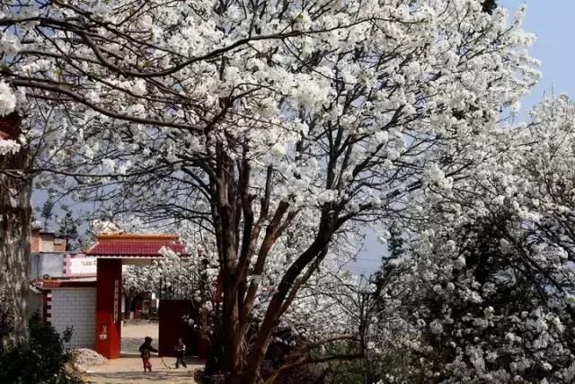 云南一场“梨花雨”，开出了地球上最美的春天！