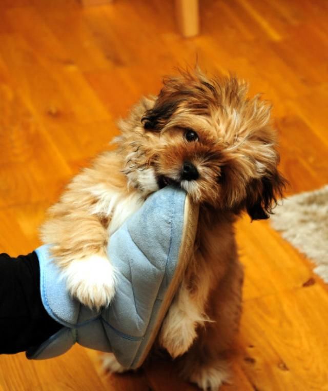 【狗主要学】主人只有一个 狗狗怎样才认定是