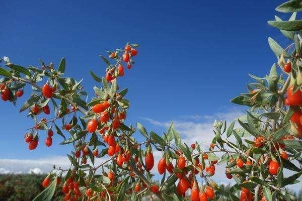 京东刘强东都晒补肾美颜佳品,常加班的中年男