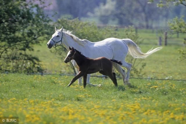 大金马:大年初八开始“天降双喜”，请出来接囍，再不接就没了!