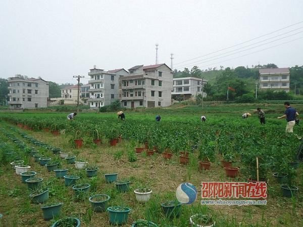 新邵县红庙村盆景蔬菜拓宽村民致富路