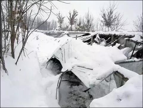 五年的辛苦,一场雪灾化为乌有!