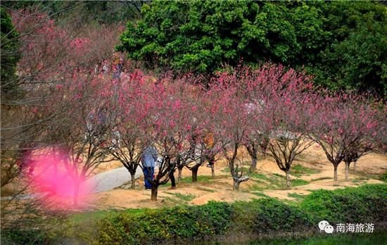 春节天气温暖 南国桃园漫山桃花已绽放