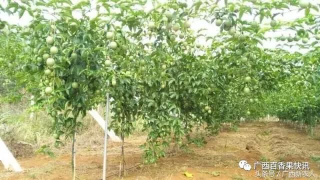 问:6月份还可以种植百香果吗?