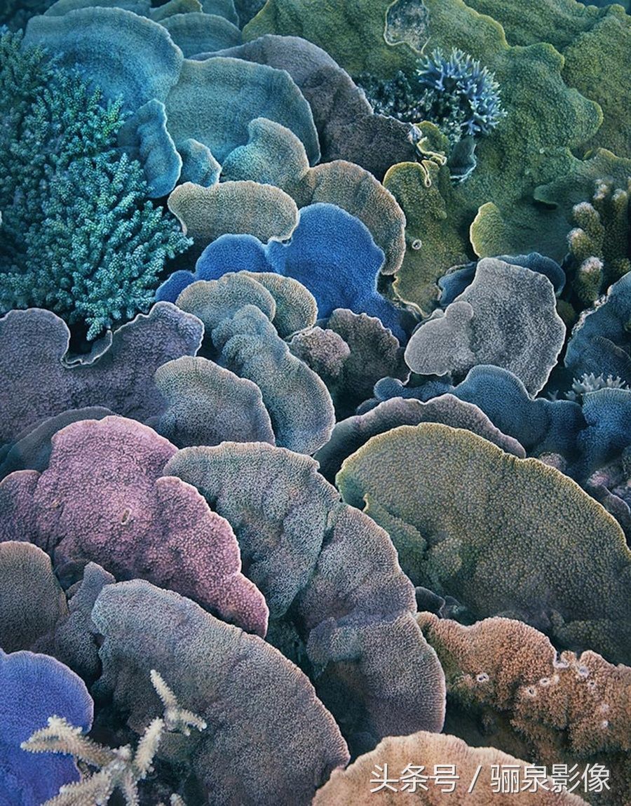 Tim Flach:唤起怜悯之心 充满人性的动物肖像