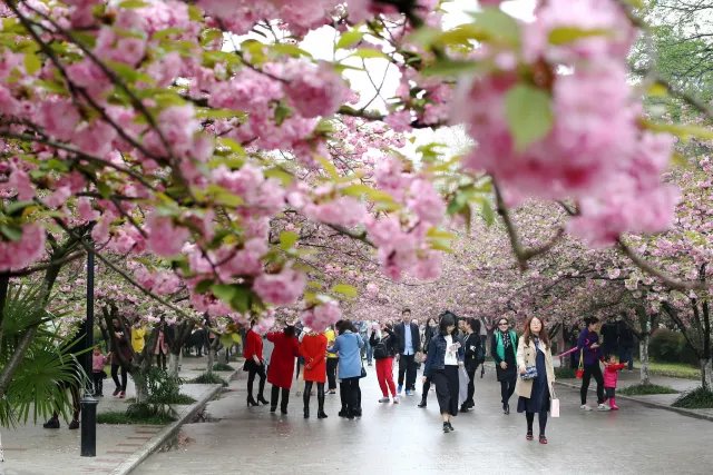 这个春天，最美的樱花都在这了！