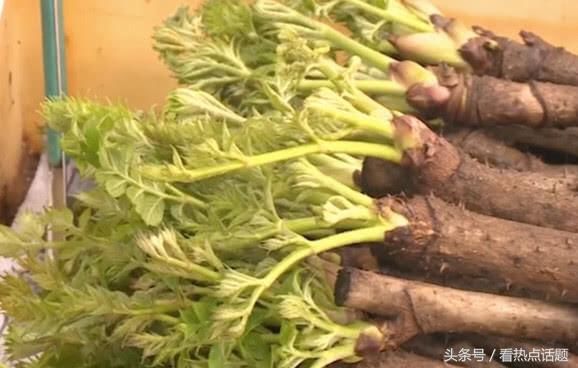 农村常见的野菜，农民却都不吃，城里人称“顶级山珍”