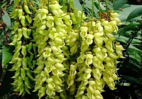 周六免费!广州附近这片禾雀花海没爆了,千万别错过了...