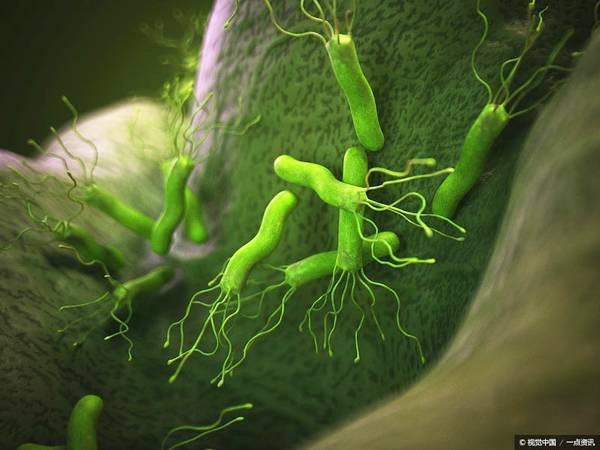 为什么体检要查幽门螺杆菌?有了菌就会得胃癌