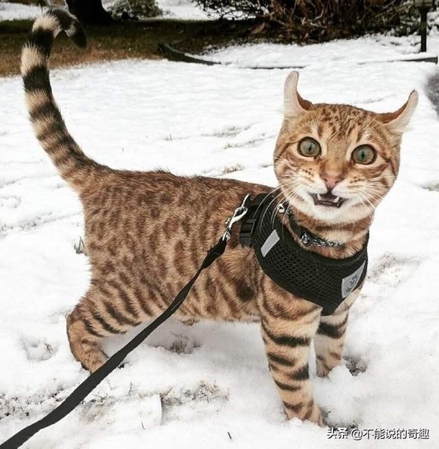 国外众多铲屎官带自家猫猫看雪景,画面简直就