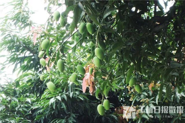 前方高能!玉林街头这种水果大量成熟，吃货们千万别下手，有毒!