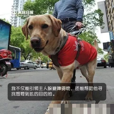 男子地铁不听劝阻多次骚扰导盲犬