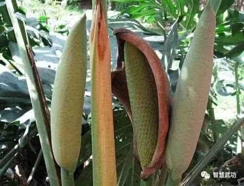 10大最不常见的水果,第一在中国禁止出口,国宝