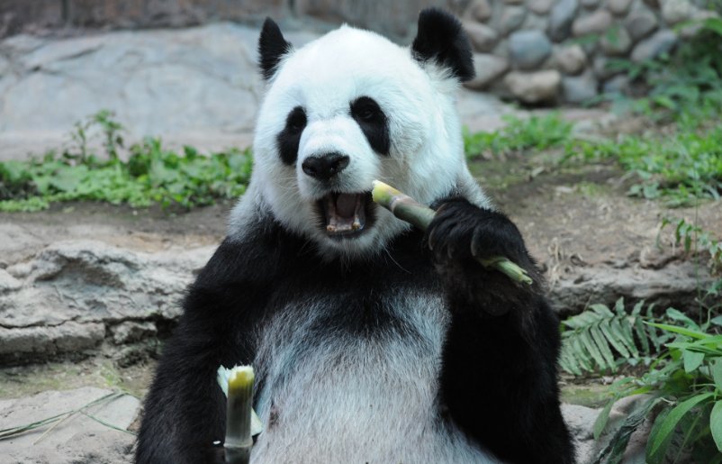 中国大熊猫林惠在泰国清迈人工授精将生二胎 