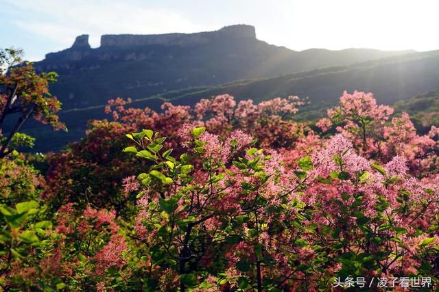 黄栌的春天比红叶更美，五月黄栌花开了，赶快来赏花吧