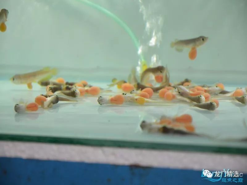 至今他们设在阿苏温泉地区的繁殖场的繁殖数目都相当可观 水族资讯 南昌水族馆第2张 至今他们设在阿苏温泉地区的繁殖场的繁殖数目都相当可观 水族资讯 南昌水族馆第2张