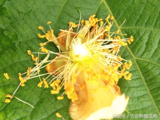 猕猴桃树怎么分公母?猕猴桃花雌雄怎么区别