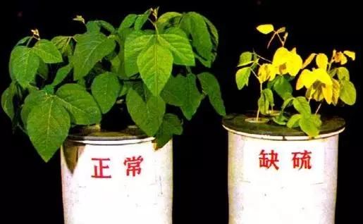 黄叶子缺什么肥料 t0149f4193949544ab0.jpg