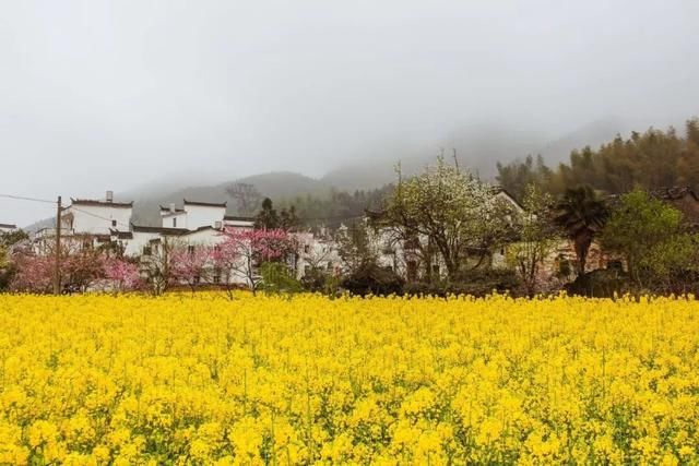 全国到处都有油菜花，为什么还要去婺源？