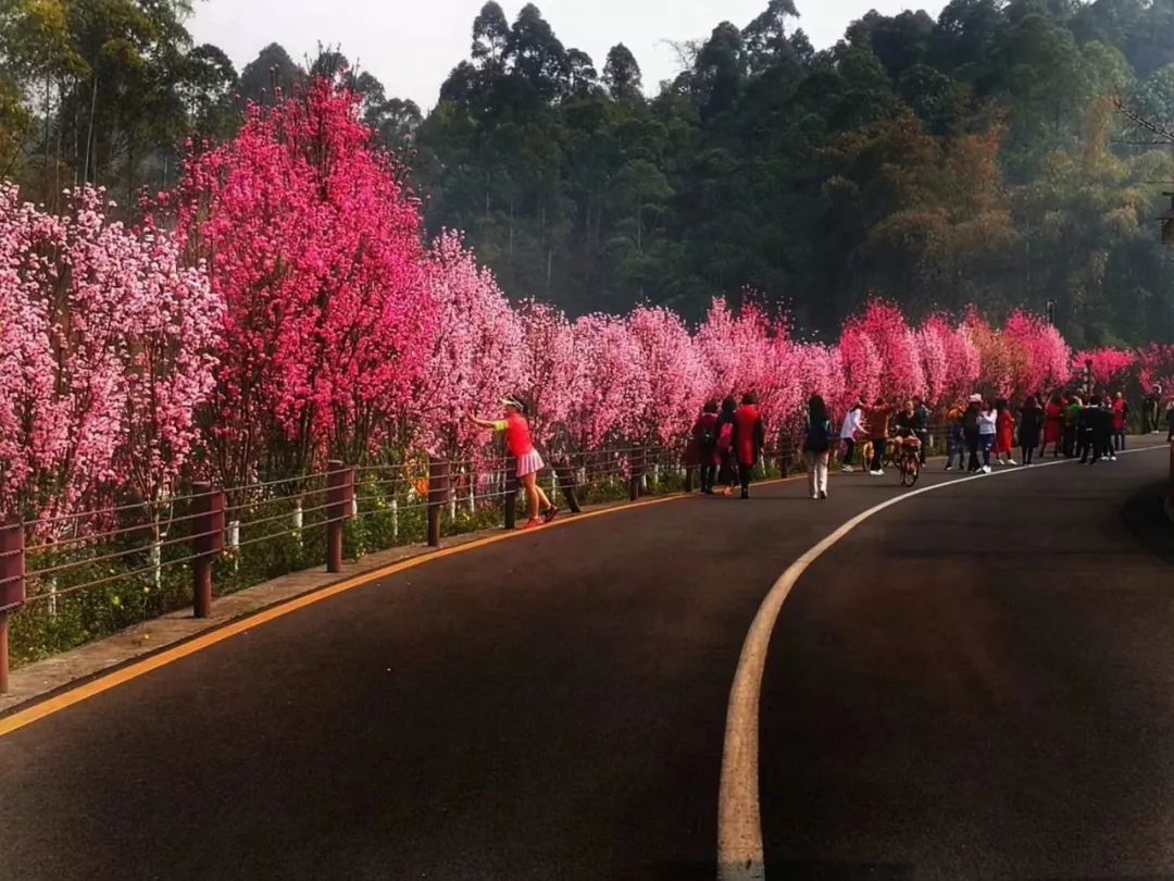 从没见过乐山绿心公园游客超大佛峨眉！太震撼！