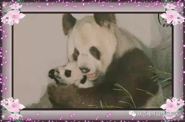 佛坪保护区与棕白体色大熊猫的故事!