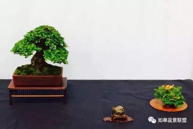 美国国家盆景展佳作赏析