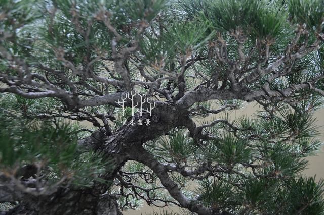 山东石景涛黑松盆景，四川高祥金弹子，中国盆景大师作品上海展