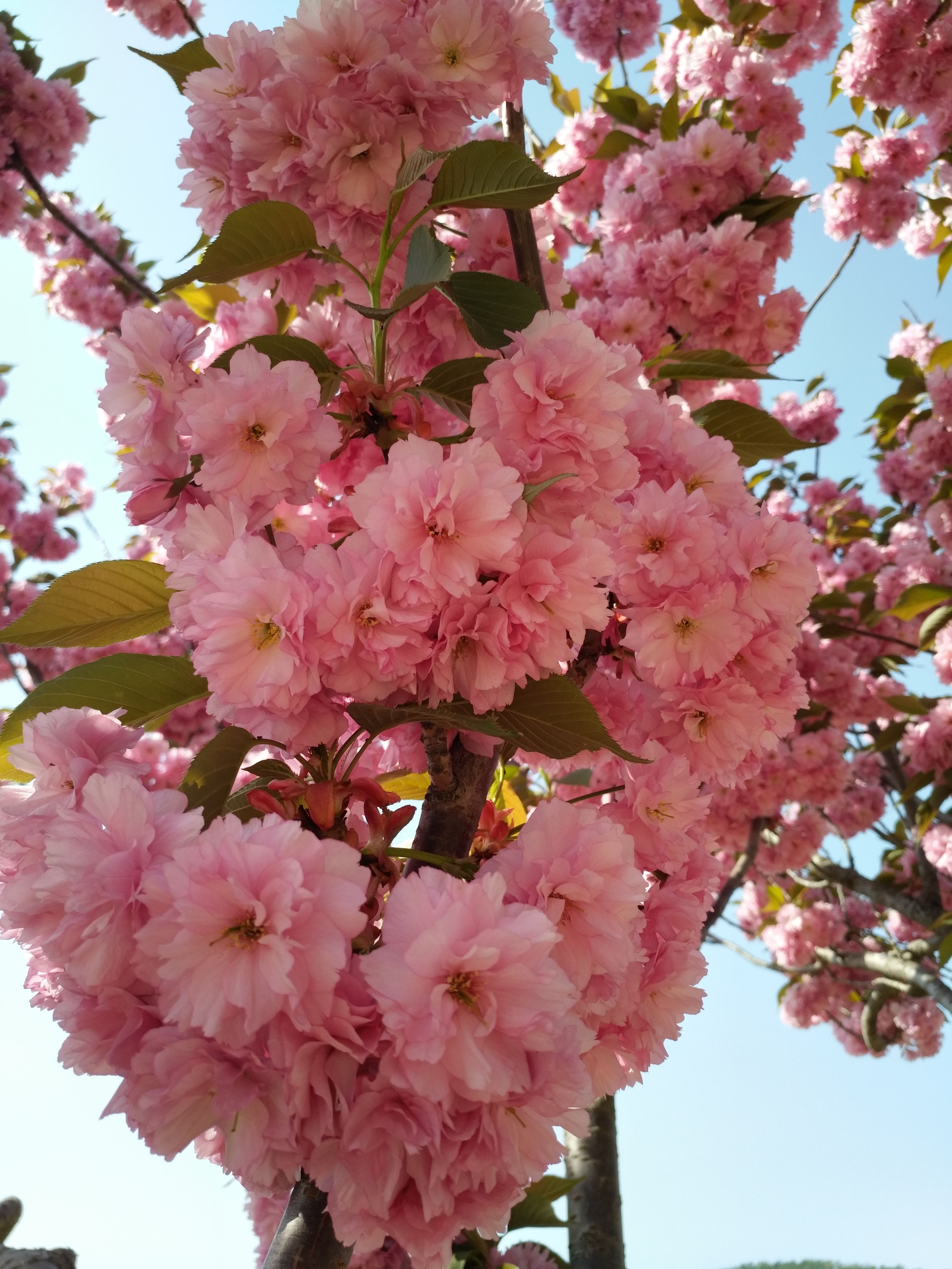 你能分辨哪个是樱花,哪个是樱桃花吗?