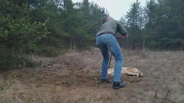 外国版东郭先生与狼,壮汉遇上受伤大灰狼,最后