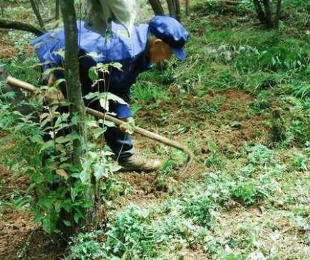 农村大爷树林里挖宝贝:60块钱一斤都不卖