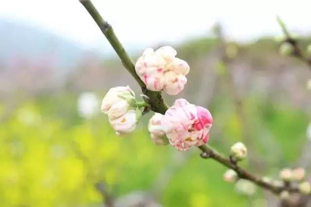 【每月在路上】三月,送你最in的赏花攻略,十大赏花胜地,愿你不