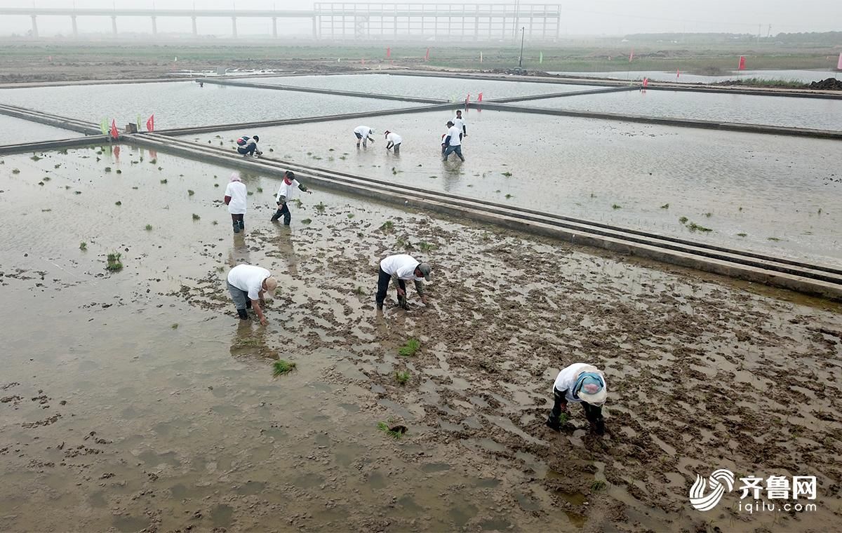 盐碱滩上也能种水稻!青岛海水稻插秧正进行