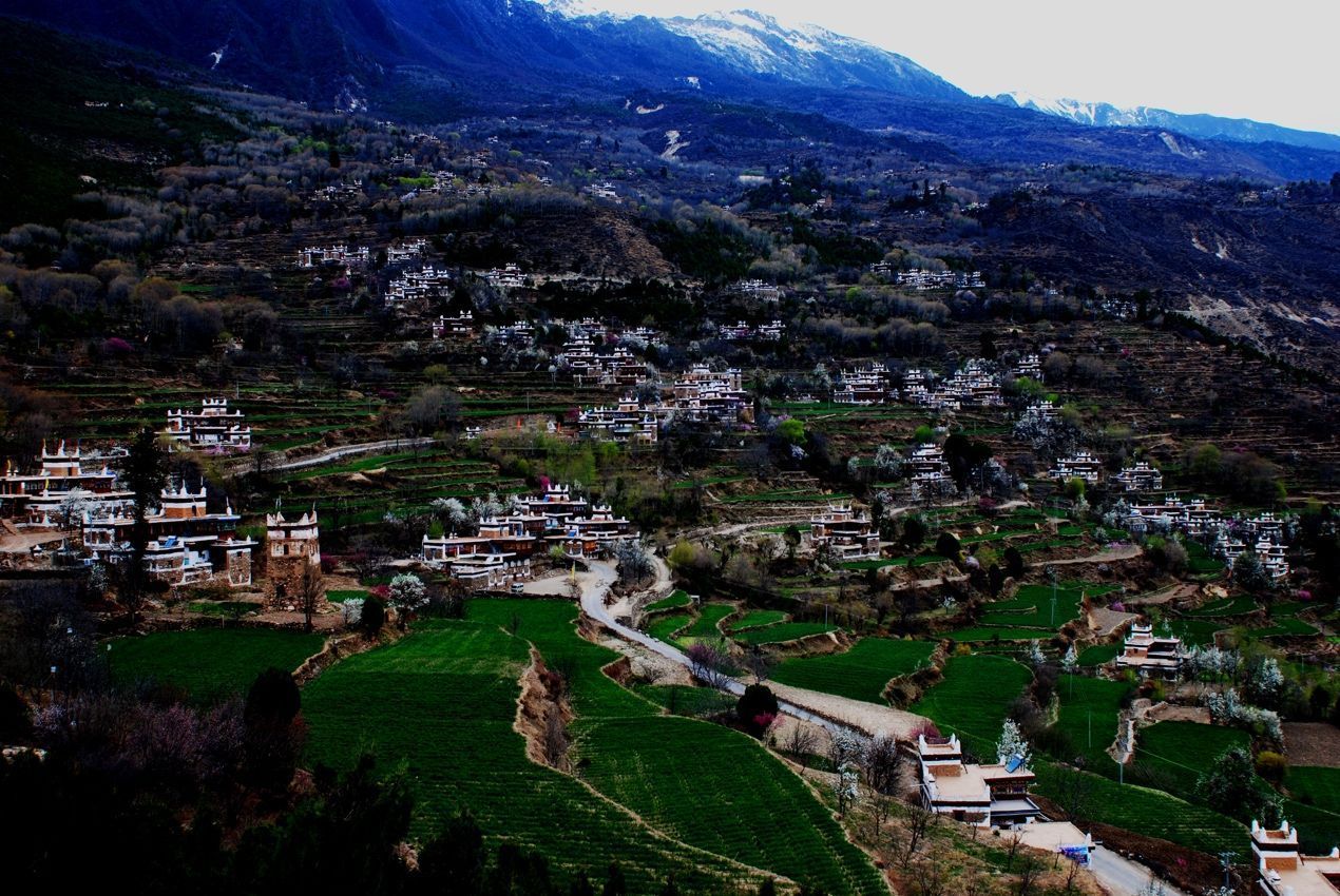 中国最美乡村丹巴 迎来梨花的最佳观赏期