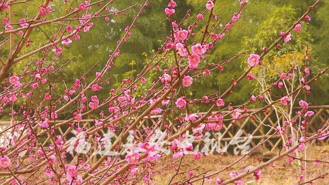 永安天斗红梅开！三明赏花处还有哪里？