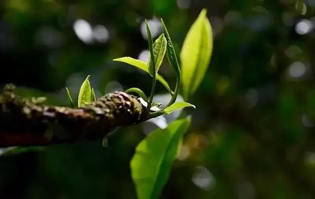 问茶 | 中国首次为一座茶山“申遗”，猜猜是哪座？