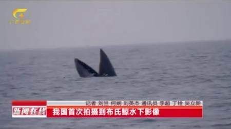 国内首次拍摄到布氏鲸水下影像