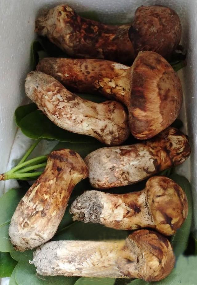 松茸图片松茸多少钱一斤 t014c43cbcc67a19eaa.jpg