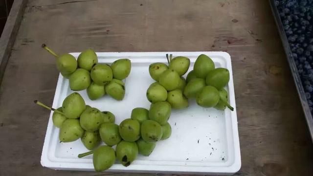 原创东北野生山果养生之道