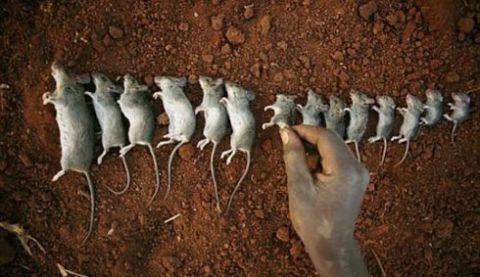 在这个世界上最穷的地方,政府建立老鼠农场,鼠