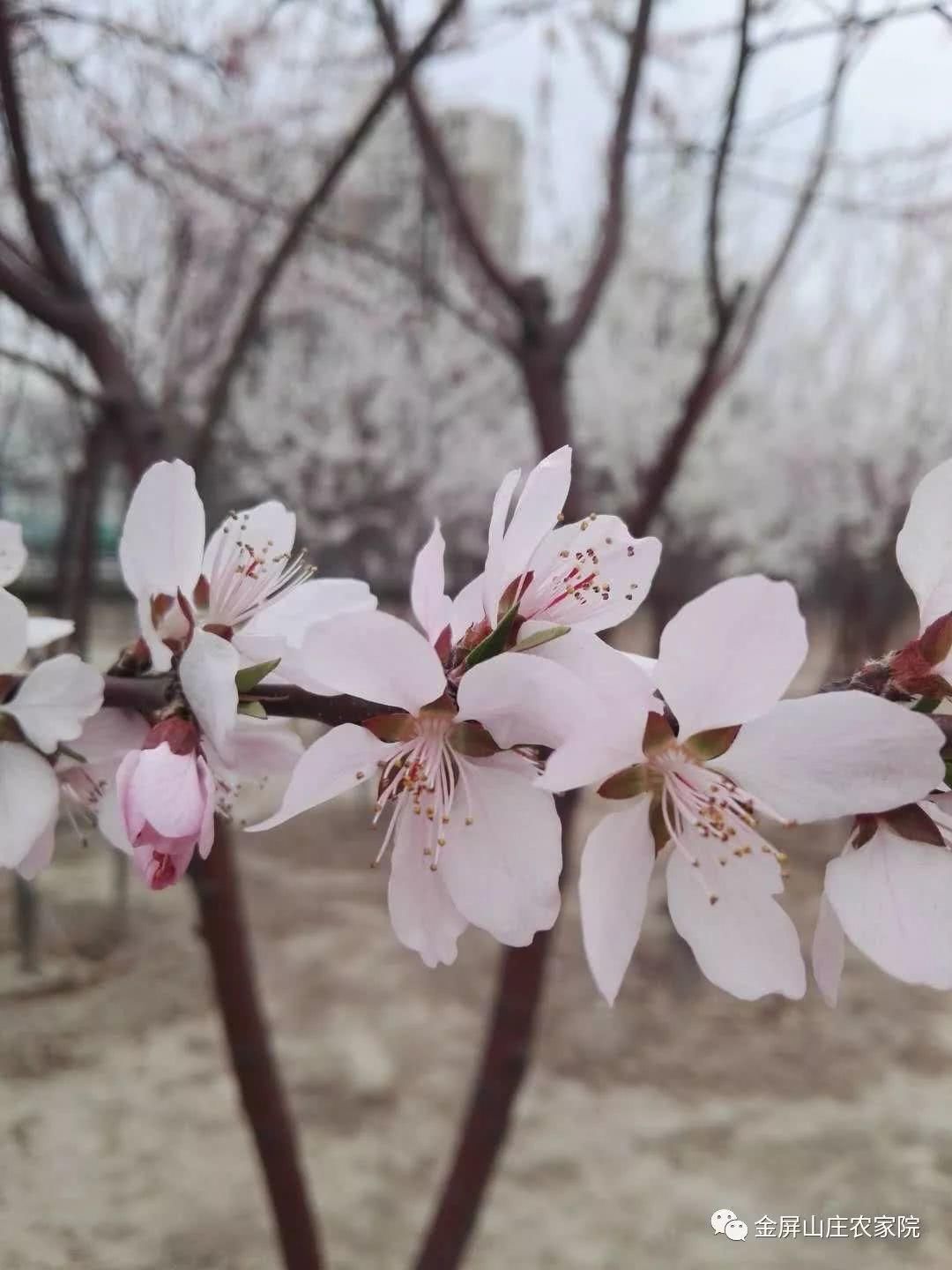 清明时节，桃杏争艳，金屏山庄，出行之选！