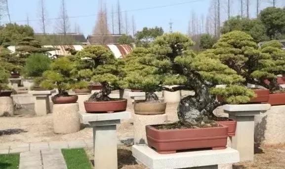 苍枝傲骨匠人心盛影蛟老师谈盆景艺术