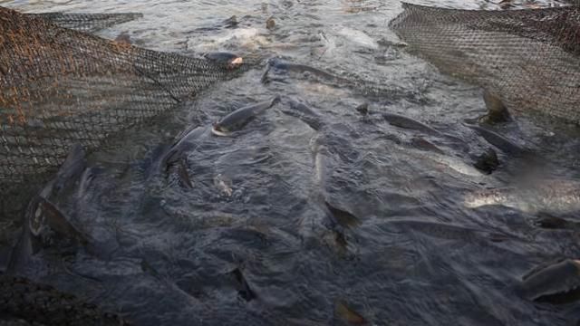 开江鱼，大煎饼，山野菜……松花湖畔美味多