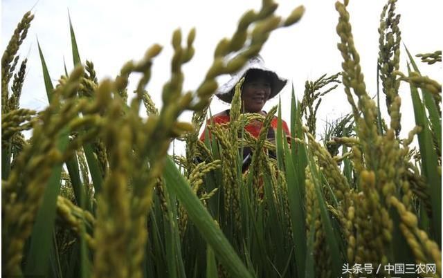 在农村土地除了种庄稼 还有三种盈利方式！