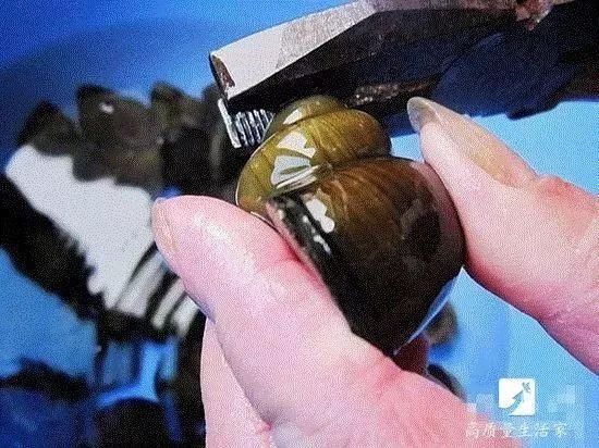 2分钟让蛤蜊蛏子速度把沙土吐干净,赶紧学起来!