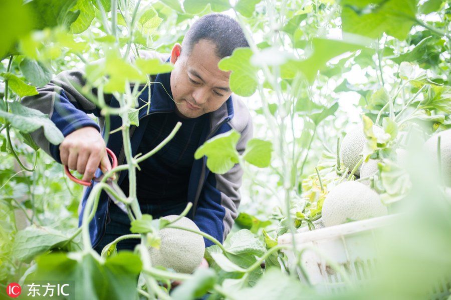 他专注于种植奢侈水果年售五千万 让成百上千农民脱贫致富