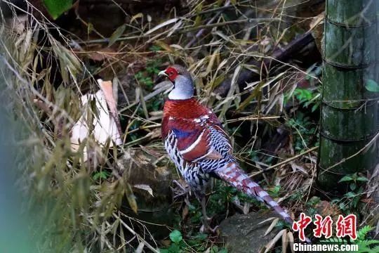 摄影师在德化拍到一只“漂亮的鸟”，竟是国家一级保护鸟类!珍稀