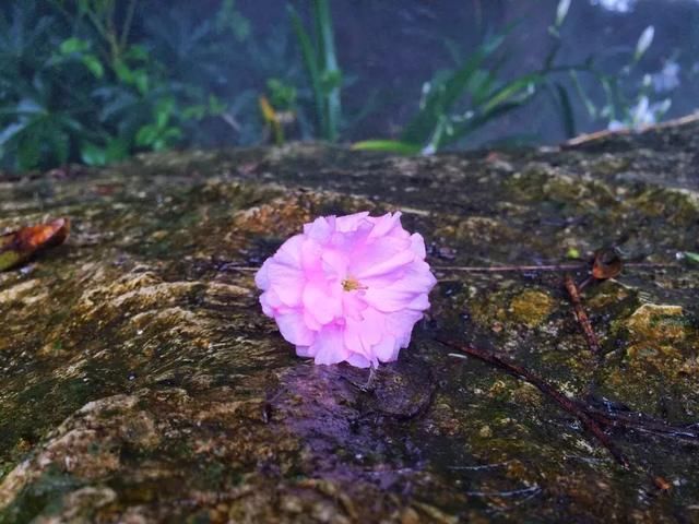 青白江凤凰湖的樱花终于开了，门票免费，再也不用去日本看樱花啦