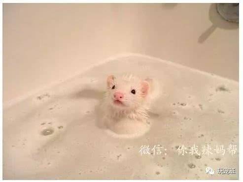 怎么做玩具宠物的窝 t014dabef6167c6b09a.jpg